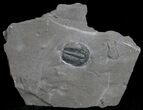 / Elrathia Trilobite In Matrix - Utah #6749-1